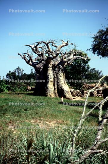 Baobab Tree, curly, twisted shapes, Adansonia, twistree