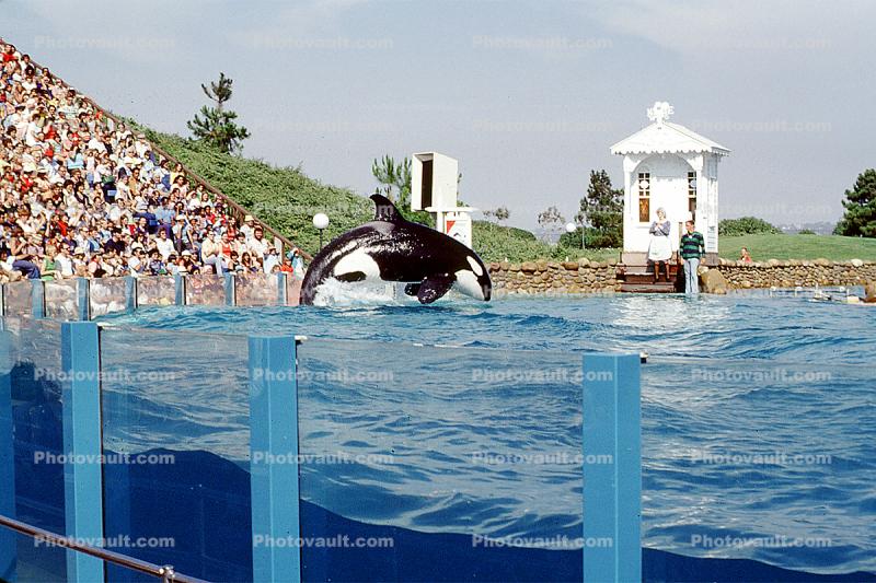 Jumping Killer Whale, orca