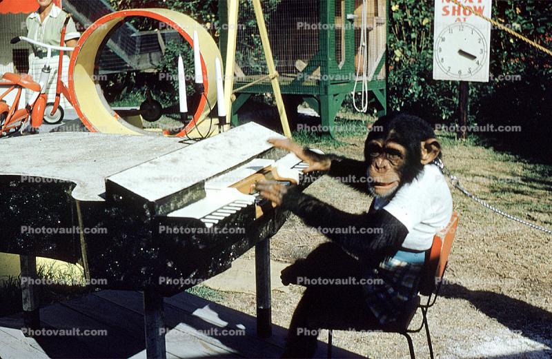 Chimpanzee playing piano