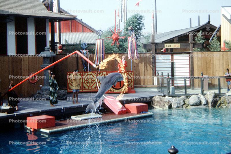 Dolphin Show, Showtime, Hoop of Fire, Jump, Jumping Dolphin, 1950s