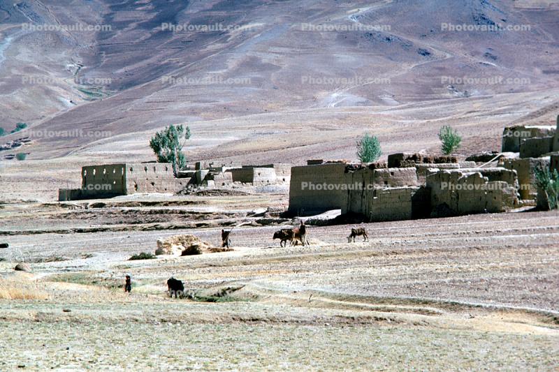 Buildings, Bamiyan Valley, 1974