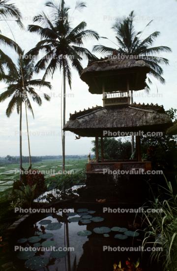Toadstools, broad leaved plant, Pond, Lily pads, pagoda, palm trees, Island of Bali