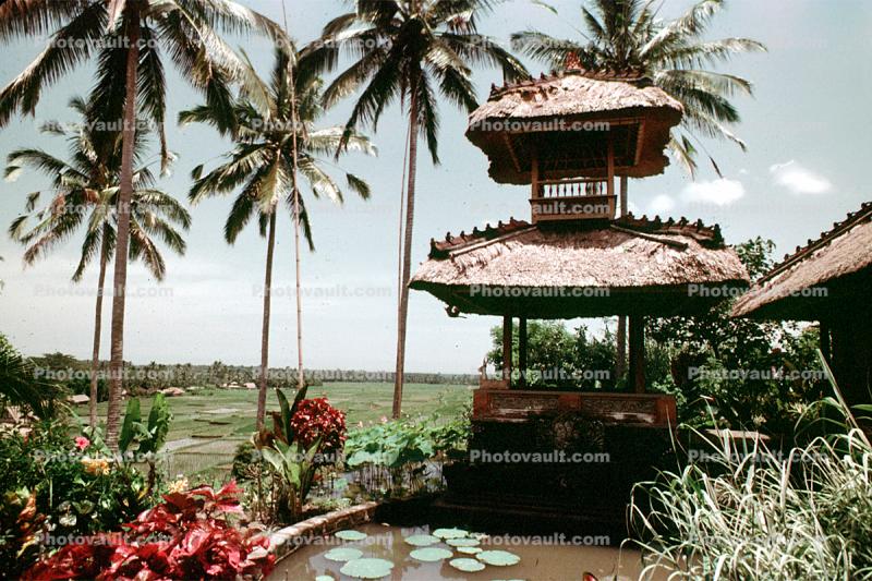 Pond, Hindu shrine, palm trees