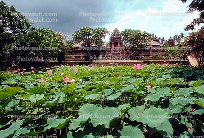 Pond, Lily pads, lotus flowers, building, Toadstools, broad leaved plant