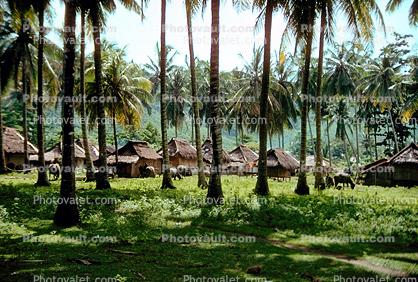Homes, houses, buildings, palm trees, thatched roof, grass roof, Lombok Island, Sod