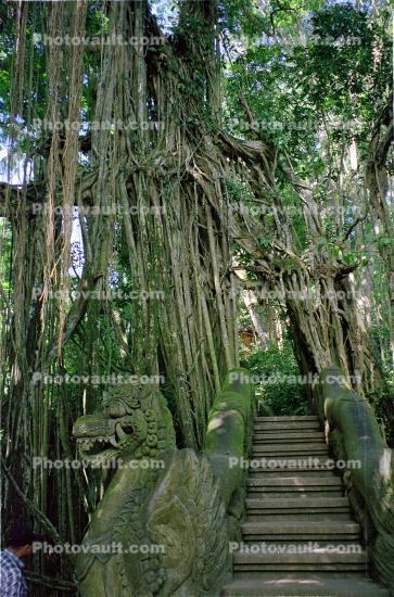 roots, stairs, steps, banyan