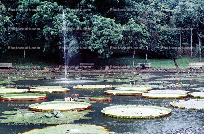 Giant Lily Pads, toadstools, pond, lake, broad leaved plant, huge, floating, fountain, benches, park, Victoria water-lilies, gardens