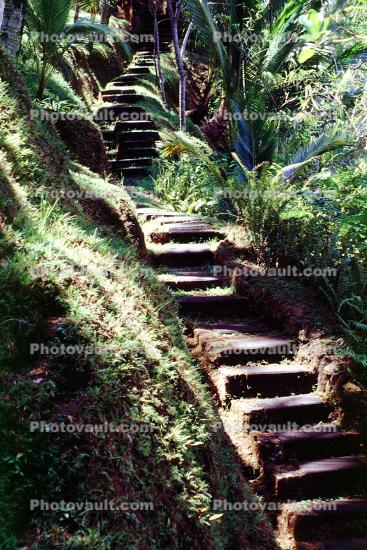 Steps, jungle, Como Shambhala Hotel, formerly Begawan Giri Estate, Ubud, Bali