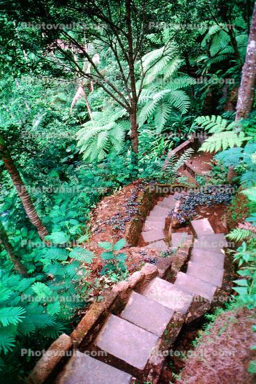 Steps, Stairs, ferns, jungle, Como Shambhala Hotel, formerly Begawan Giri Estate, Ubud, Bali