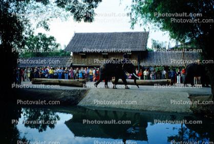 grass roofs, grass thatched buildings, Elephant