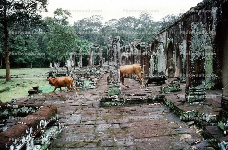 Temple Ruins, Cow