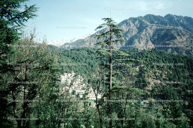 Forest, Trees, Mountains, Dharamsala, Himachal Pradesh