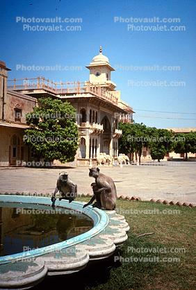 Monkey, Jaipur, Rajasthan
