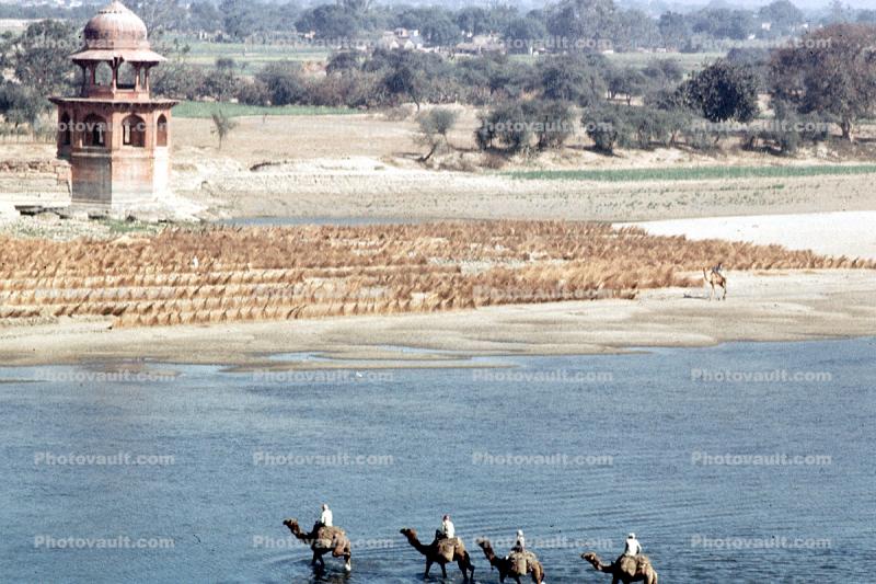 Camels, River, Agra, Uttar Pradesh