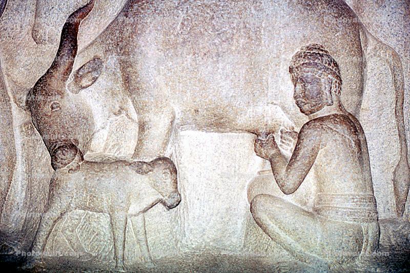 Brahma Cow, Calf, Stone Carving, Mahabalipuram, Tamil Nadu, bar-Relief