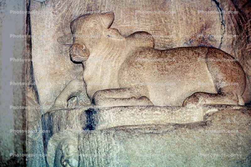Brahma Bull, Cow, Stone Carving, Mahabalipuram, Tamil Nadu, bar-Relief