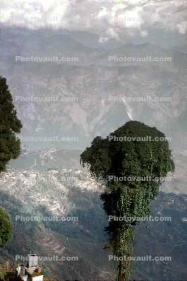 Tree, Darjeeling