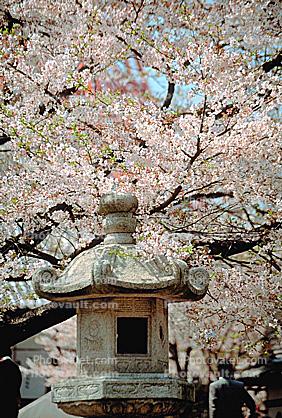 Stone lantern, sacred place, palace, shrine, Cherry Tree Blossom, springtime