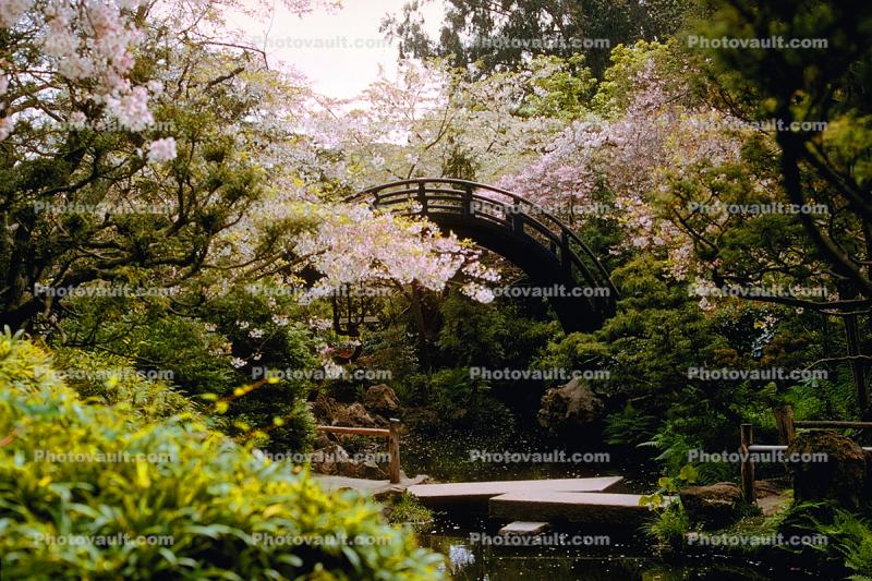 Garden, Taiko Bridge, Cherry Blossoms, water, springtime, 1950s