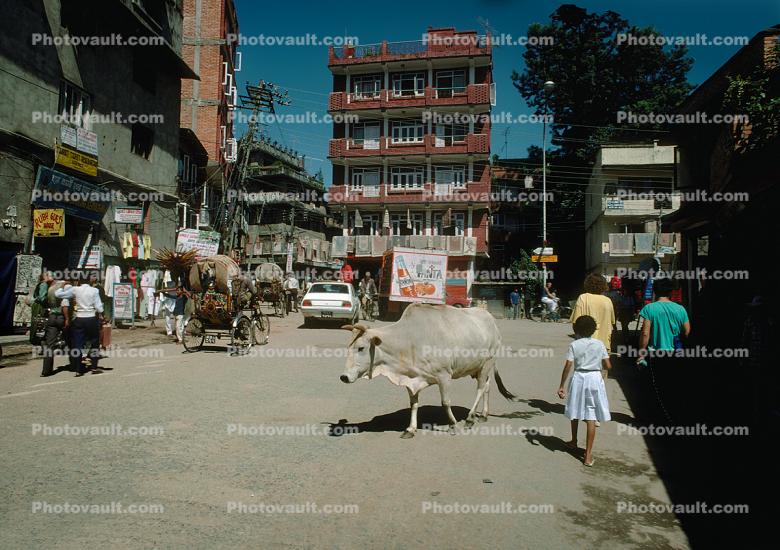 Brahma Bull, Cattle, Street, Buildings, Kathmandu
