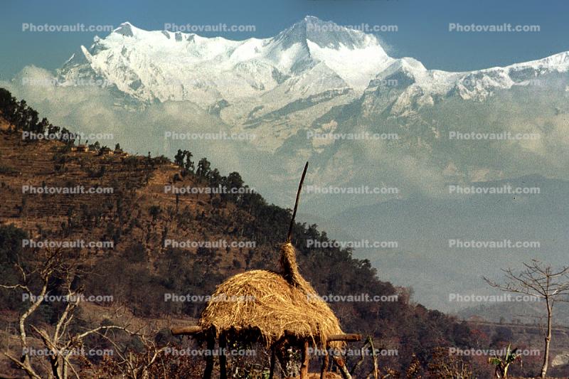 Thatched Roof House, Home, grass roof, Annapurna Sancuary