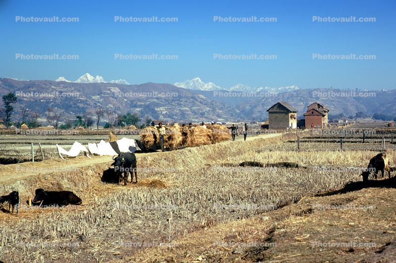 Water Buffalo, cattle, rice fields, mountains, hills, Kathmandu Valley