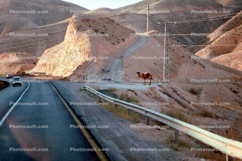 Road, Camel