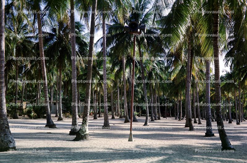 Palm Trees, sand, Loquillo Beach, Costa Rica