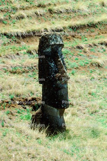 Moai, Face, Statue, Rock, Stone, Rapa Nui National Park, Easter Island, Isla de Pascua, landmark