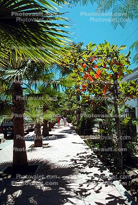 Sidewalk, Trees, Cabo San Lucas