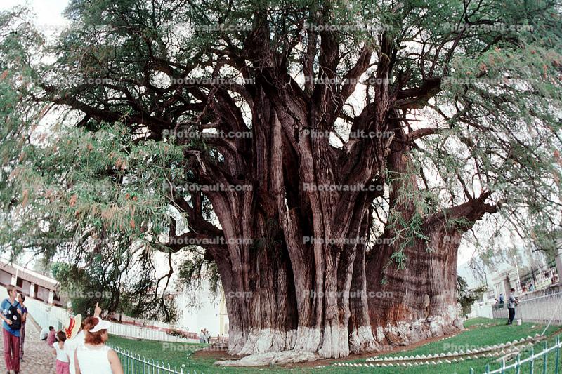 tree of Tule (Taxodium mucronatum), Santa Maria the Tule