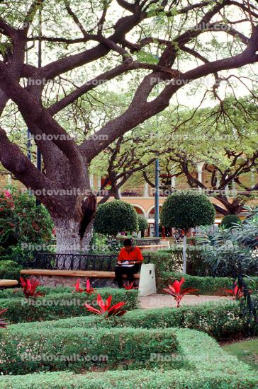 Tree, flowers, hedge, park, Campeche, Yucatan