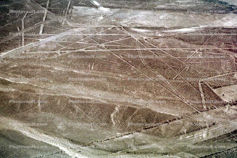 Albatross, Nazca Lines, Plains, landmark