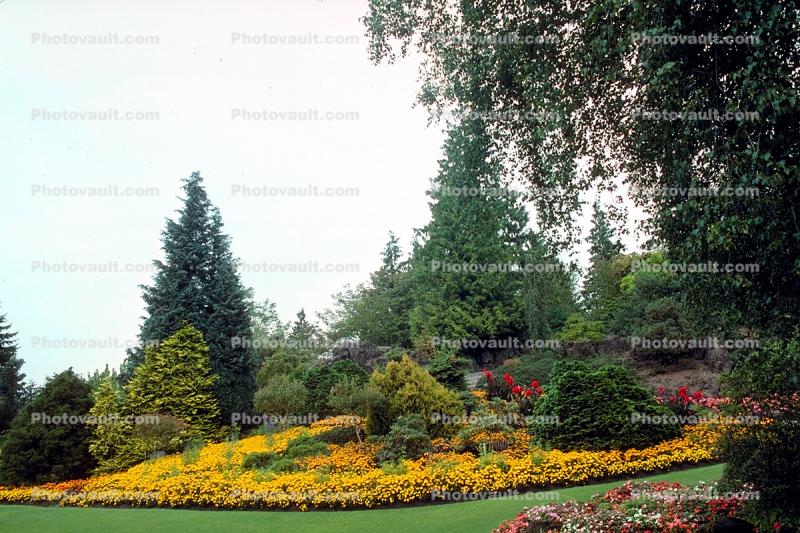 Garden, flowers, Vancouver