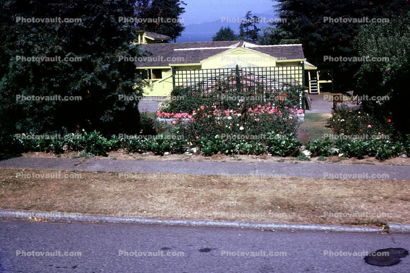 Flowers, Nitobe Memorial Garden, Vancouver