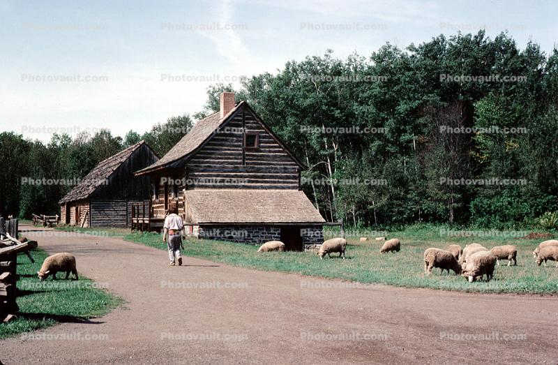 Sheep, Old Fort William, Buildings, Housing, Barracks, August 1983