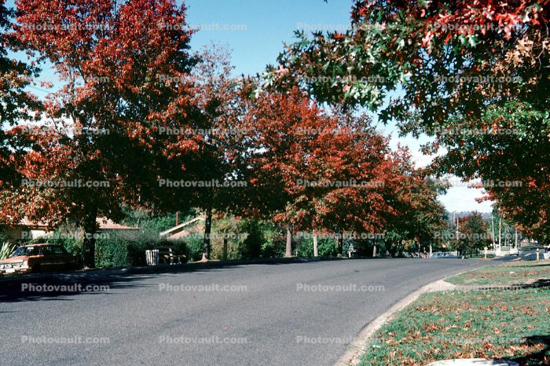 Street, Trees, Canberra, April 1982