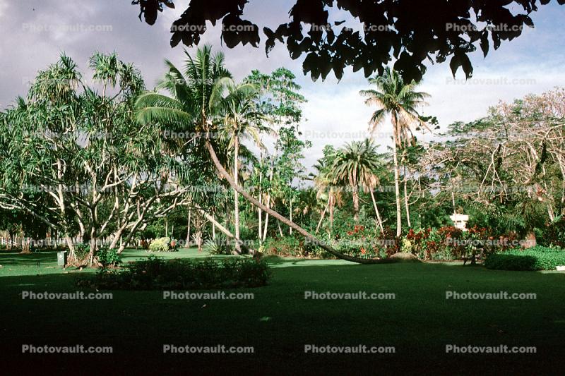Thurston Gardens, Botanical Garden, Suva