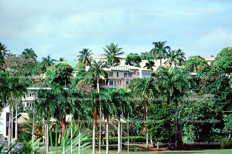Buildings, Trees, Albert Gardens, Suva