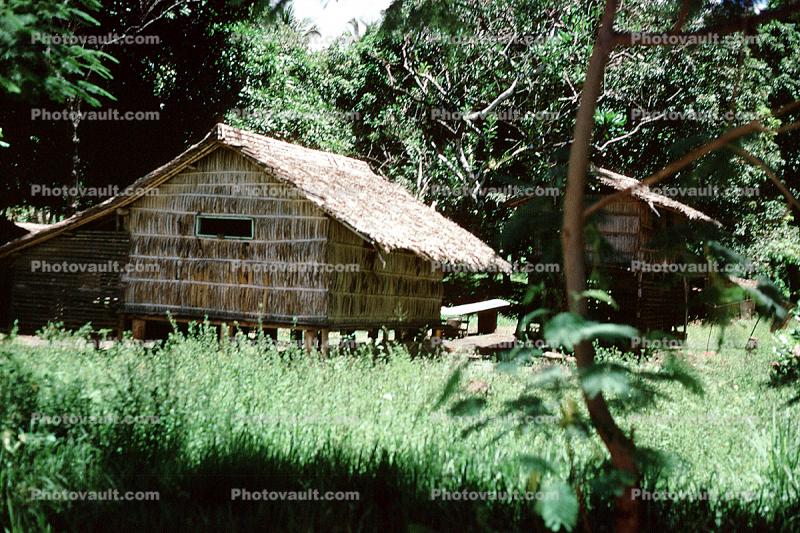 Home, Grass House, Jungle, rain forest, building, Guadalcanal