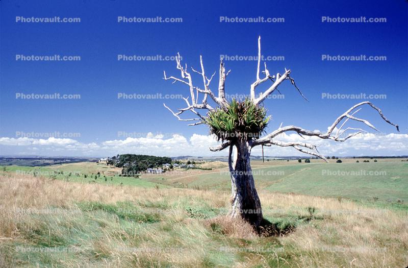 Lone Tree Fractal, Russell