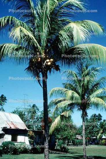 Yellow Malayan dwarf coconut tree, Savaii