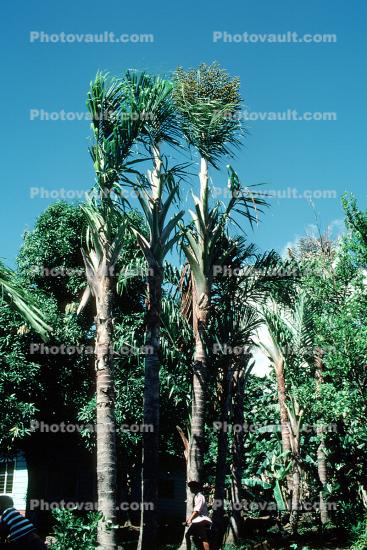 Sugar Palms