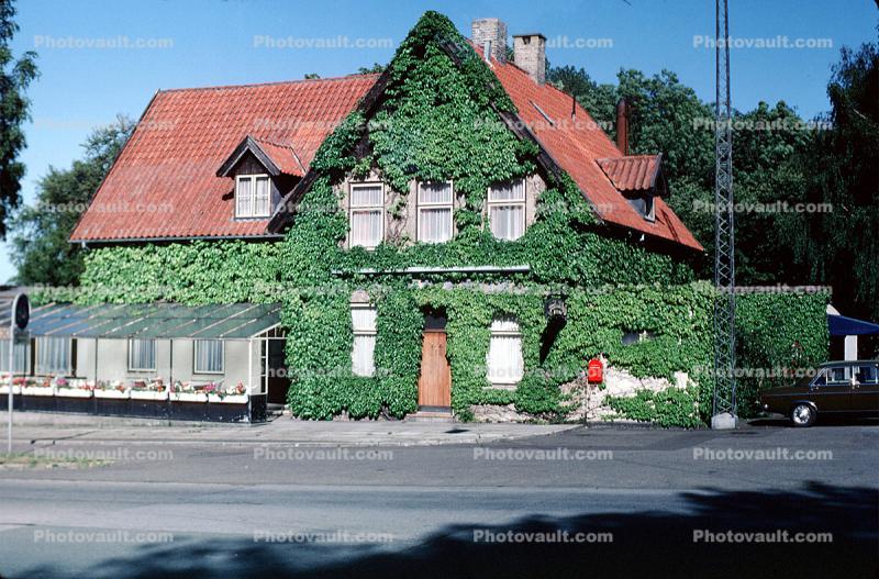 ivy, house, home, street, Building, domestic, domicile, residency, housing
