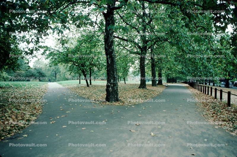 split in the path, road, trees, park