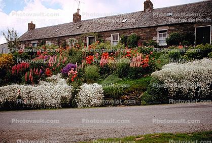 Scotland, Garden, Fresh Flowers