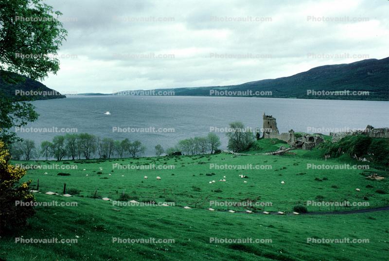 Sheep, ruins, Loch Ness, Scottish Highlands, Scotland