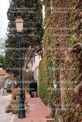 Ivy, Homes, Sidewalk, Steps, Trees, Lamp
