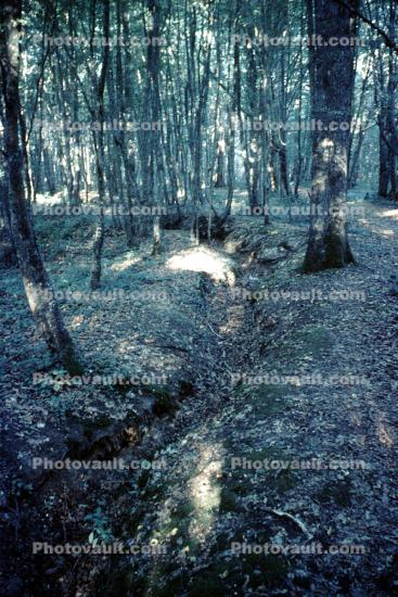 Trench, WWI, Forest, Thierry, Belleau Wood, 1964, 1960s
