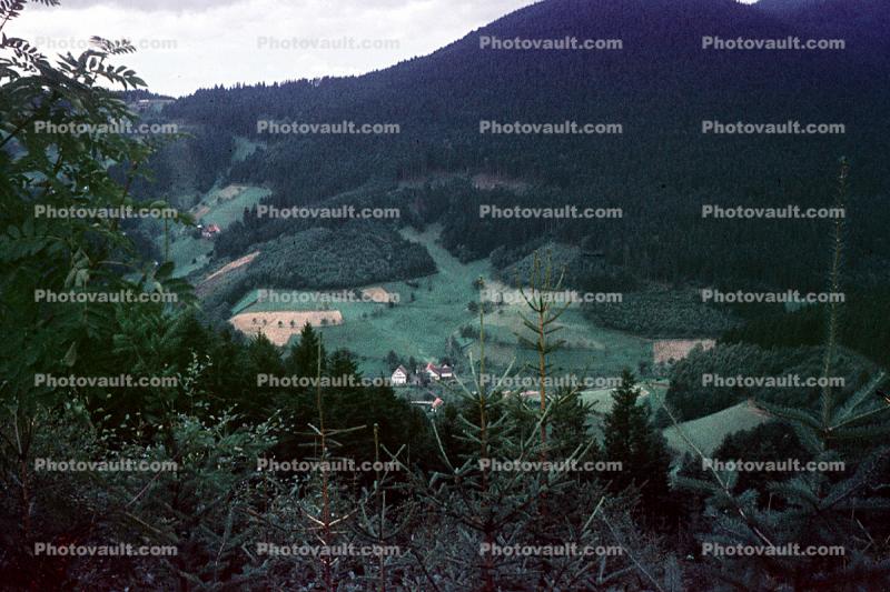 Valley, Forse, hochschwarzwald, Woodland, Trees
